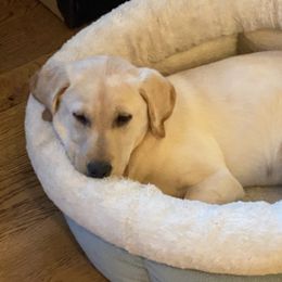 French Bulldogs and Labrador Retrievers from Little Wood Frenchies