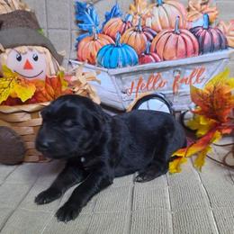 Black Collar Male - Black and cream male German Shepherd puppy in Cadet, Missouri from Working Valley Shepherds