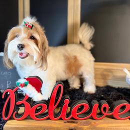 Maui - Havanese