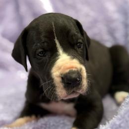 Black mantle velvet - Black and white female Great Dane puppy in Greenville, South Carolina from Allen’s Ridge Ranch