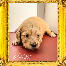 Queen Elizabeth - Cream female Dachshund puppy in Splendora, Texas from Ram’s Kennels