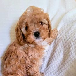 Cavapoo Puppies from Curly Q Cavapoos