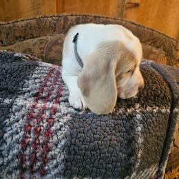 Gray Collar - Lemon and white male Beagle puppy in Knoxville, Tennessee from River Valley Hounds