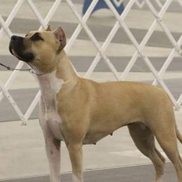 American Staffordshire Terriers from Homegrown Amstaffs