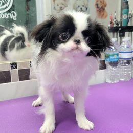 ASTRAGUS LIKA STAR - White and black female Japanese Chin puppy in Kissimmee, Florida from kennel ASTRAGUS