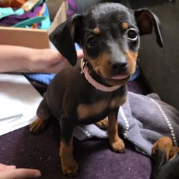 BLBKF1-Pink - Black and rust female Miniature Pinscher puppy in Middle Point, Ohio from Knisely's Min Pins-AKC