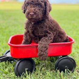 Diego- Blue - Brown and white male Aussiedoodle puppy in West Monroe, Louisiana from Diamond M Poodles and Doodles