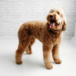 Tilly - Goldendoodle