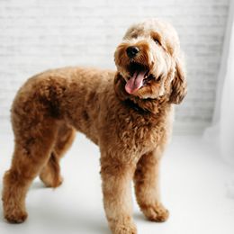 Tilly - Goldendoodle