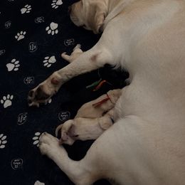 Black Male 2 - Black male Labrador Retriever puppy in Archer Lodge, North Carolina from Archer Lodge Labradors