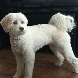 Eliza - Australian Labradoodle