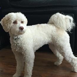 Eliza - Australian Labradoodle
