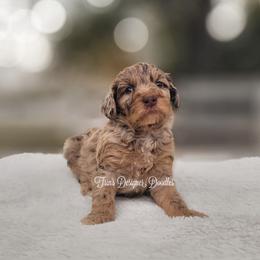 Aussiedoodle, Goldendoodle, and Poodle Puppies from Trin's Designer Doodles