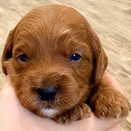 Purple - Red  female Goldendoodle puppy in Mesa, Arizona from Tails and Trails Doodles