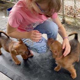 Australian Terrier Puppies from Kevin Kitchen