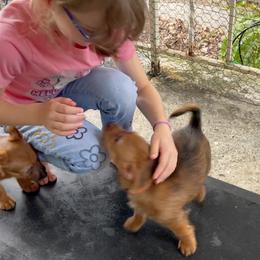 Australian Terrier Puppies from Kevin Kitchen