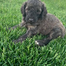 Poodle Puppies from Teton View Kennels