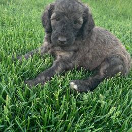 Poodle Puppies from Teton View Kennels