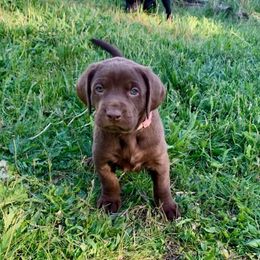 Ellie - Chocolate female Labrador Retriever puppy in Saint Maries, Idaho from Oakley's Mountain Top Kennel