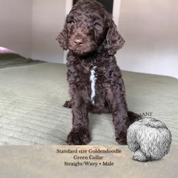 Lion's Mane - Green Collar - Chocolate male Goldendoodle puppy in Garland, Texas from Twilight Doodles