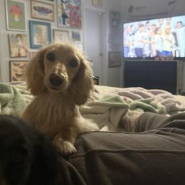 Stevie - Dachshund