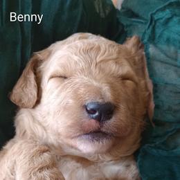 Benny - Red male Bernedoodle puppy in Woodland, Georgia from Bethel Doodle Ranch