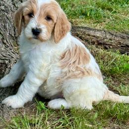 Charlie - Parti male Goldendoodle puppy in Charleston, Arkansas from Lazy S Aussies