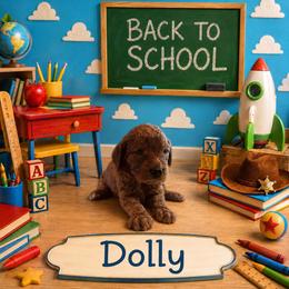 Girl 5 - Red  female Goldendoodle puppy in Julian, Pennsylvania from Happy Valley Doodles