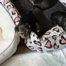 Yorkshire Terrier Puppies from Sassypaws