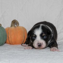 Joni Mitchell - Black tri-color female Australian Shepherd puppy in Bristol, New Hampshire from NewFound Lake Aussies