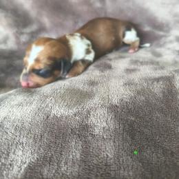 Orion - Dapple male Dachshund puppy in Opelika, Alabama from Dachshund Darlins