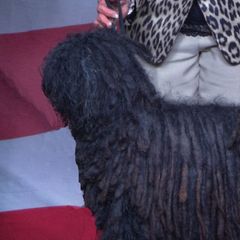 Lexi - Puli