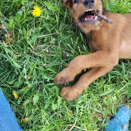 Irish Terrier and Jack Russell Terrier Puppies from Back Country Terriers