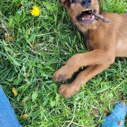 Irish Terrier and Jack Russell Terrier Puppies from Back Country Terriers
