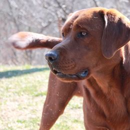Pilot - Labrador Retriever