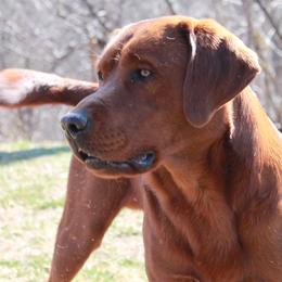 Pilot - Labrador Retriever