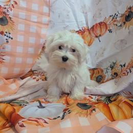 BABY GIRL - White female Maltese puppy in Las Vegas, Nevada from Puppy Van