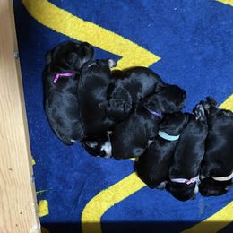 Girl 5 - Black and silver female Miniature Schnauzer puppy in Shenandoah Junction, West Virginia from Majestically Made