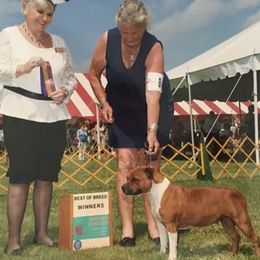 Staffordshire Bull Terrier All Grown Up from Coalminer's Kennel