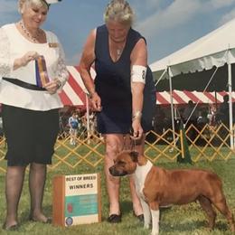 Staffordshire Bull Terrier All Grown Up from Coalminer's Kennel