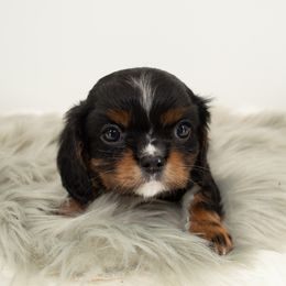 Cavalier King Charles Spaniel Puppies from Heritage Garden Cavaliers