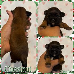 Chestnut - Sable male Shih Tzu puppy in Yelm, Washington from Lala's All Star Shih Tzu