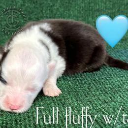 Mellow - Black and white male American Corgi puppy in Hico, Texas from Chisholm Trail Kennels