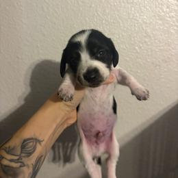 Patch - Piebald male Dachshund puppy in Conroe, Texas from R&M Dachshunds