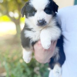 Australian Shepherd Puppies from HCA Aussies