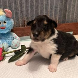 Collie Puppies from A/K Rough Collies