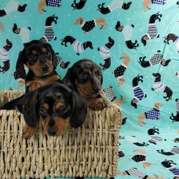 Dachshund Puppies from Newbern's Nuggets