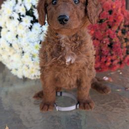 Somerset or silver collar - Red  female Goldendoodle puppy in Maine from So Lucky Farm Goldendoodles