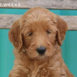 Alice - Goldendoodle puppy in Travelers Rest, South Carolina from Austin Doodle Ranch