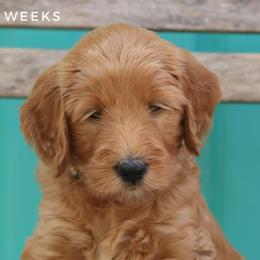 Alice - Goldendoodle puppy in Travelers Rest, South Carolina from Austin Doodle Ranch